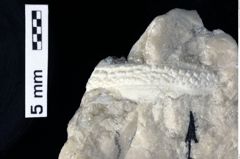 Foto (Detailansicht) von Cyclosphaeroma uhligi (Remeš, 1903) (NHMW-GEO-1990-0041-0330)